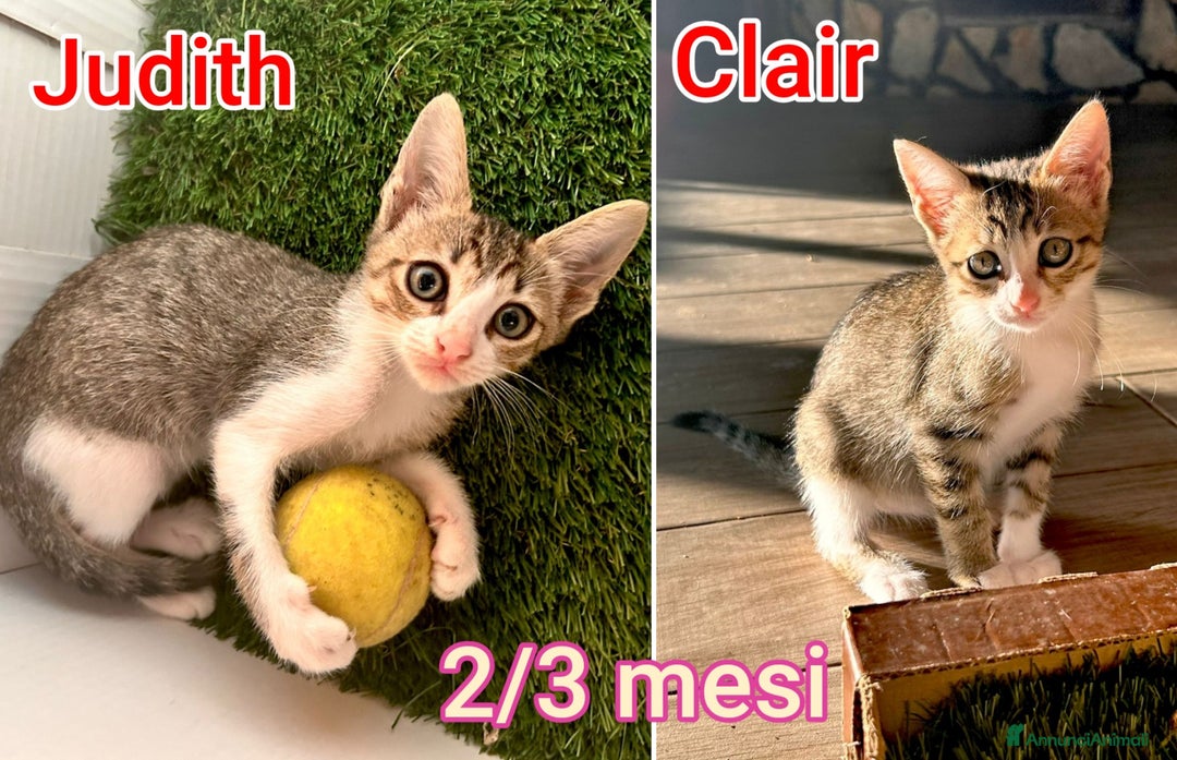 Meticcio gatti in regalo: TANTI MICINI SOLI! - Annuncio 3