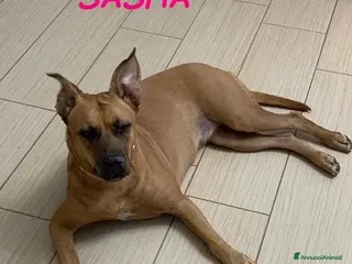Meticcio cani SASHA brava con gli altri cani! - Annuncio 23