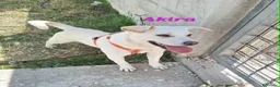 Meticcio cani in regalo: Akira in adozione - Annuncio 2
