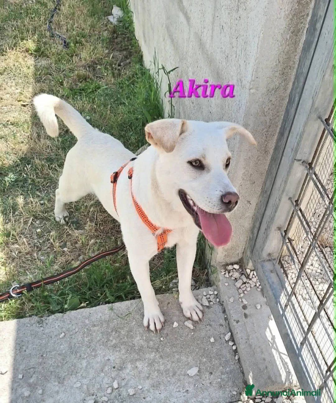 Meticcio cani in regalo: Akira in adozione - Annuncio 2