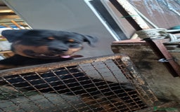 Rottweiler cani in vendita: Cucciolone 1°scelta a Province of Pistoia - Immagine 3