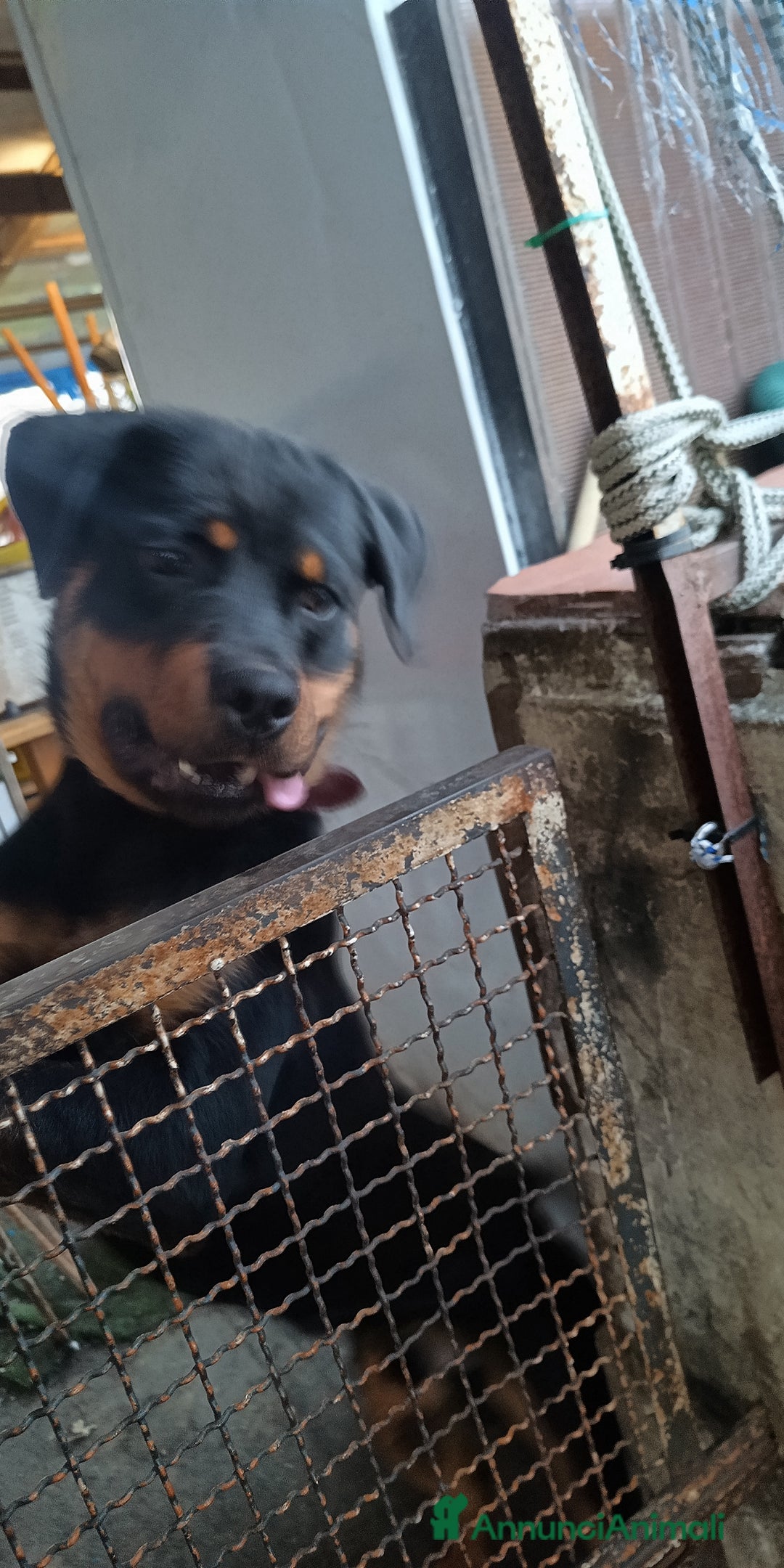 Rottweiler cani in vendita: Cucciolone 1°scelta a Province of Pistoia - Immagine 3