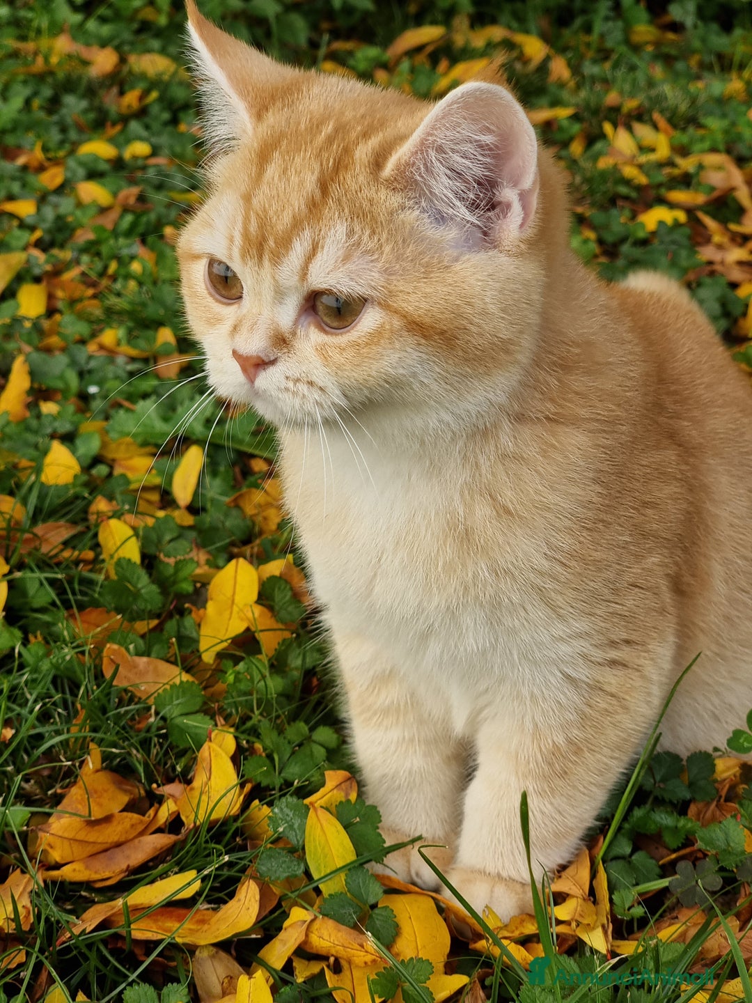 Scottish gatti in vendita: Scottish Straight  - Annuncio 4