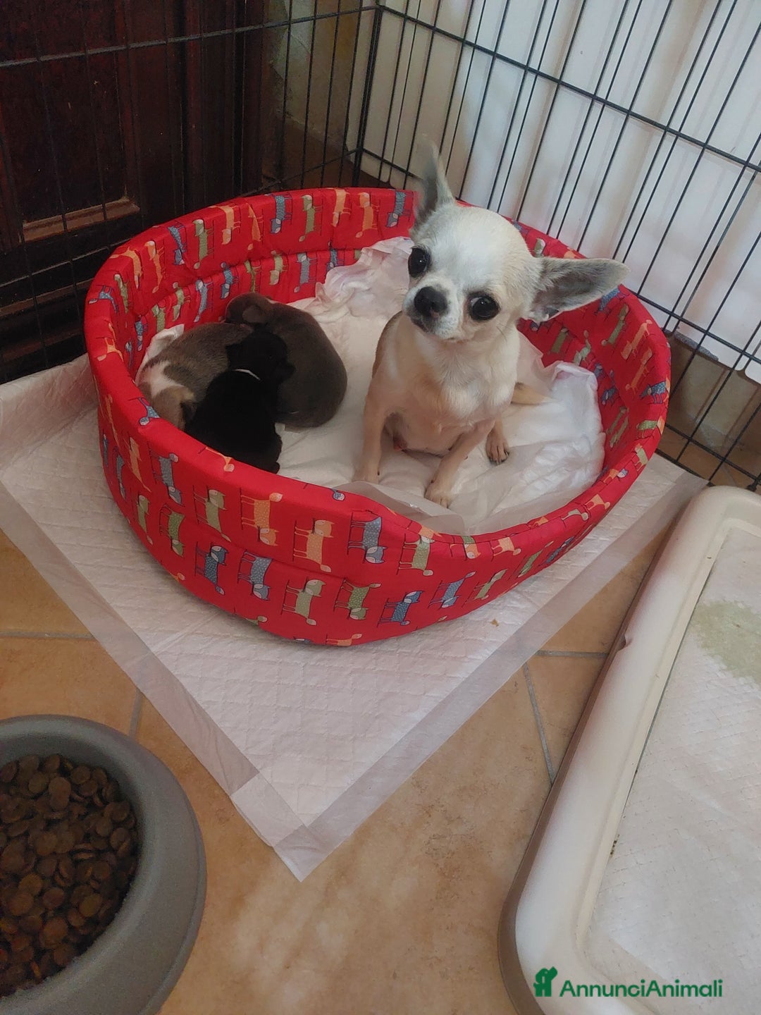 Chihuahua cani in vendita: Chihuahua da Allevamento Cucciolisole  a Provincia di Pisa - Immagine 13