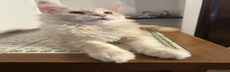 Maine Coon gatti in vendita: Maine Coon red silver  - Annuncio 6