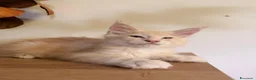 Maine Coon gatti in vendita: Allevamento Maine Coon Misty Woods - Annuncio 9