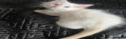 Siberiano gatti in vendita: Disponili cuccioli siberiani! Occhi azzurri! - Annuncio 10