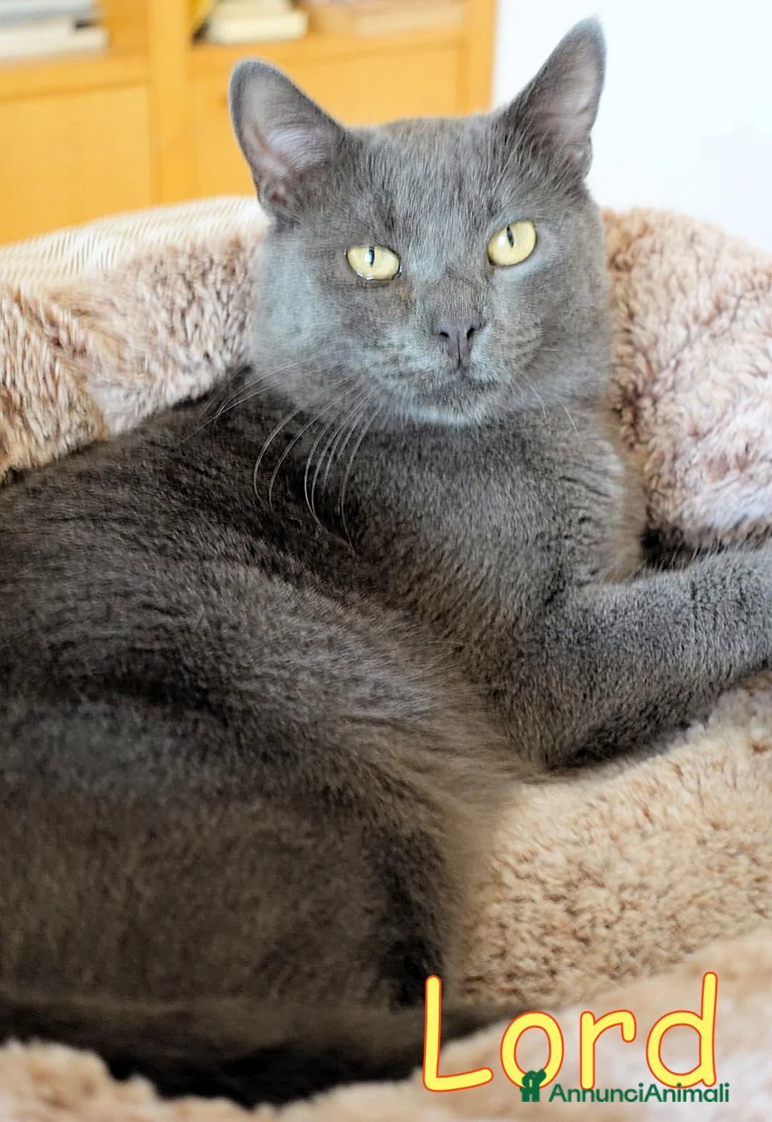 Europeo gatti in regalo: LORD DOLCISSIMO GATTINO SIMIL CERTOSINO a Città metropolitana di Milano - Annuncio 2