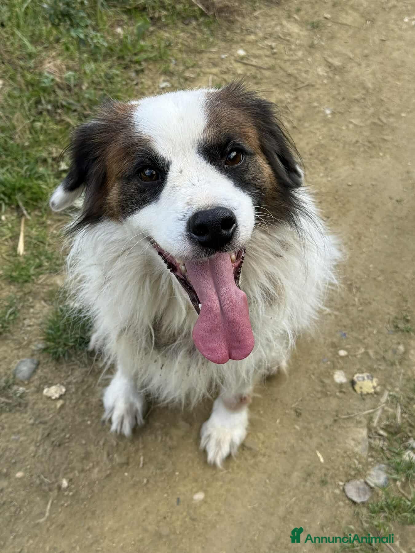 Meticcio cani FLOCKY, in canile è TRISTISSIMO! - Annuncio 16