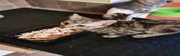 Europeo gatti in regalo: Mirta e Mago': due streghette cercano magia - Annuncio 5