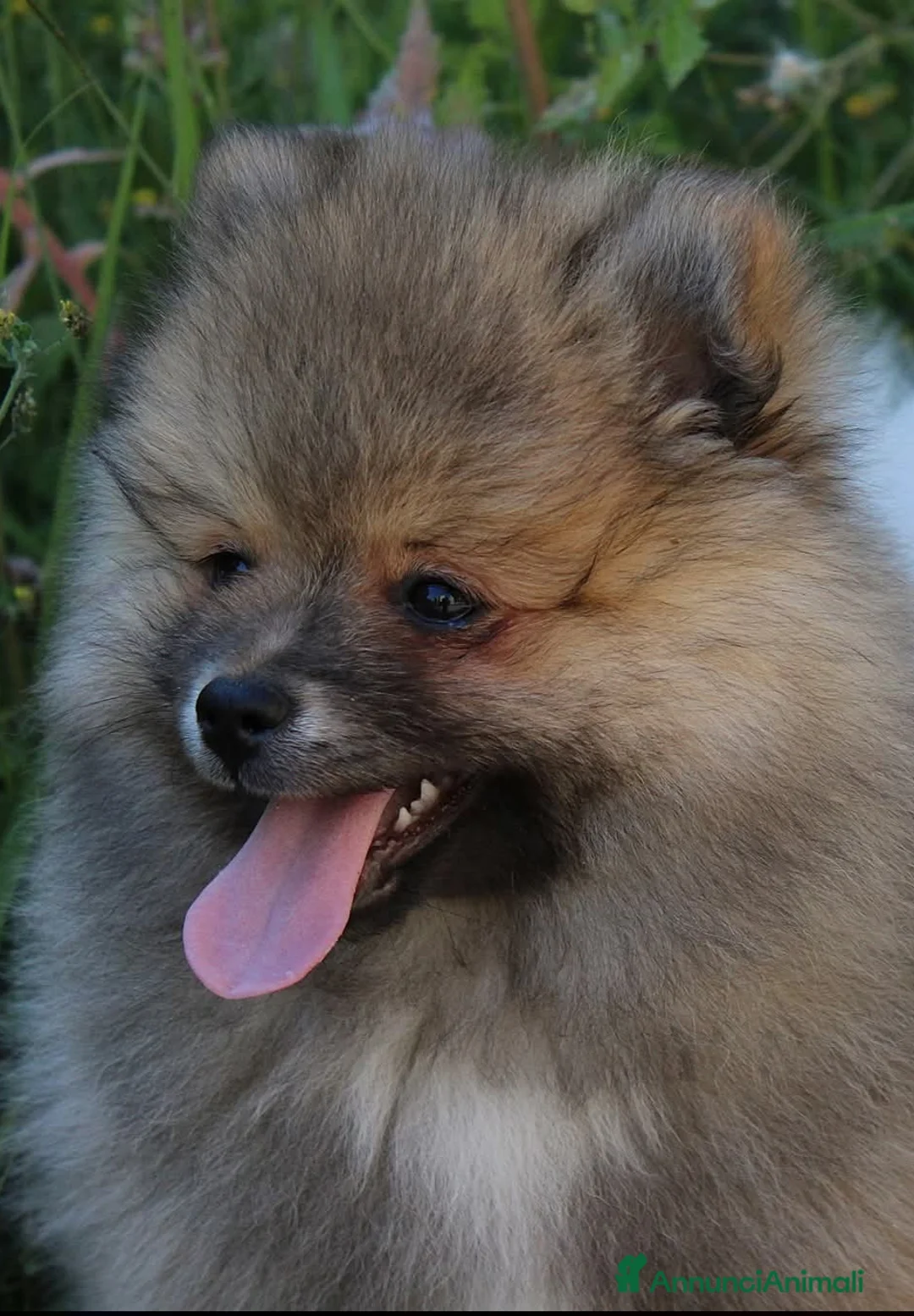 Volpino Italiano cani in vendita: Volpino Italiano Maschio Pedigree  - Annuncio 2
