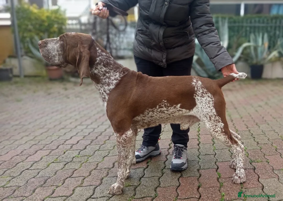 Bracco cani per accoppiamento: Stallone di Bracco Italiano per accoppiamento - Annuncio 1