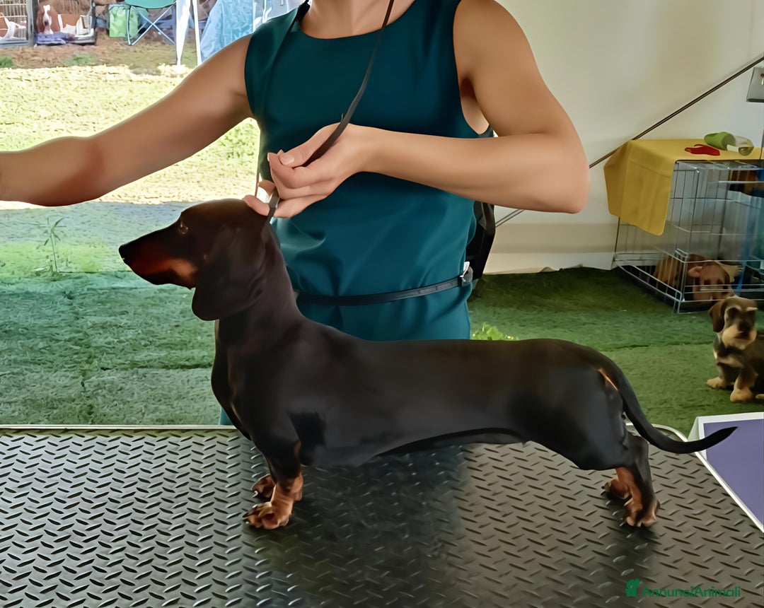 Bassotto cani in vendita: Cuccioli bassotti nani selezionati  a Provincia di Ferrara - Immagine 4