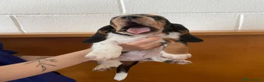Bassethound Cucciolo 7