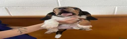 Bassethound cani in vendita: Cucciolata Bassethound  a Città metropolitana di Milano - Annuncio 16