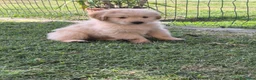 Golden Retriever cani in vendita: Cucciolo maschio Golden retriever pedigree ENCI  - Annuncio 8