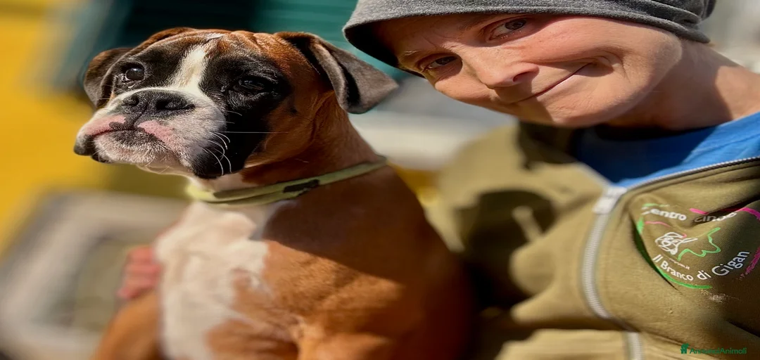 Immagine della galleria {{count}}