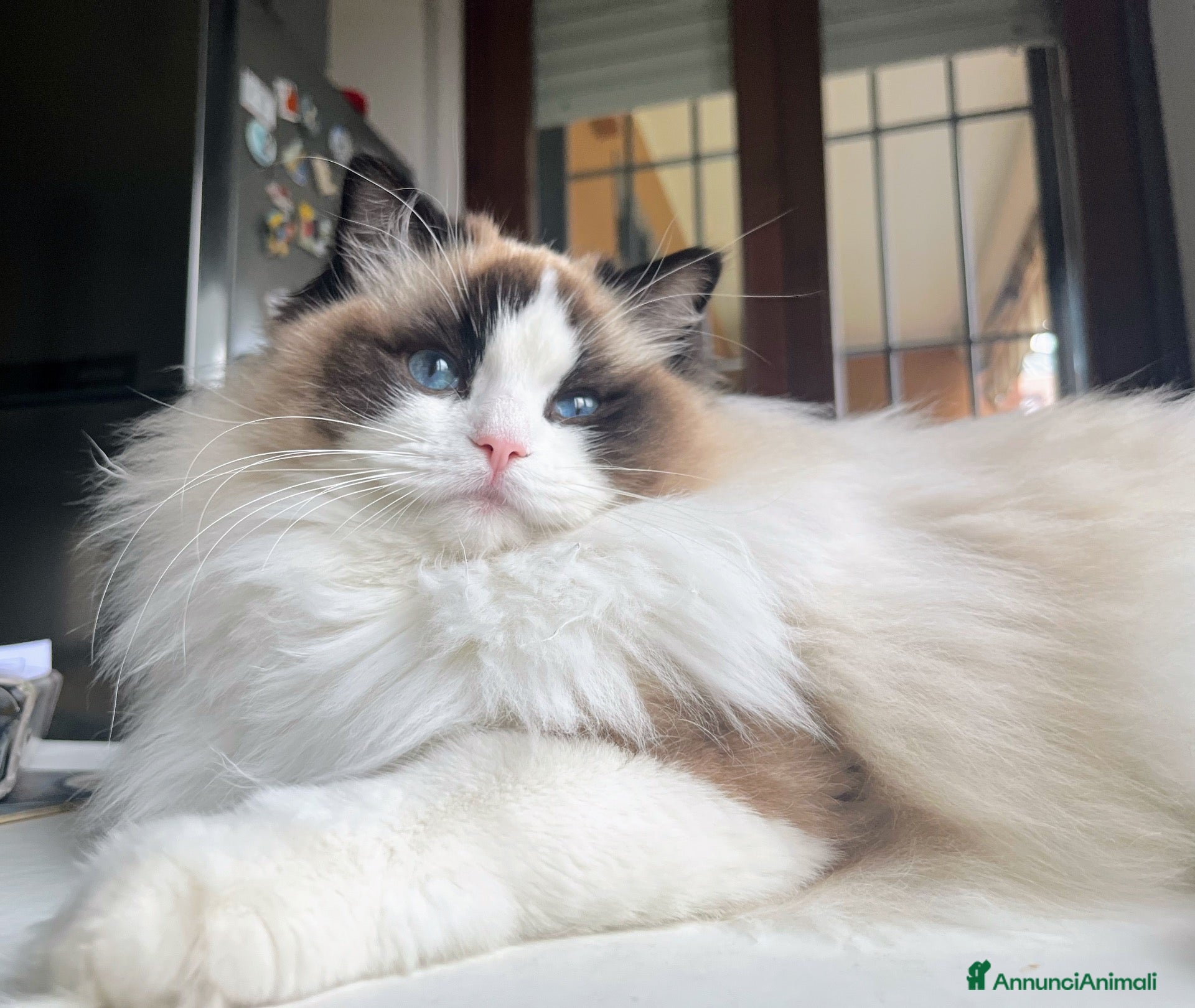 Ragdoll gatti Straordinari cuccioli ragdoll - Annuncio 1