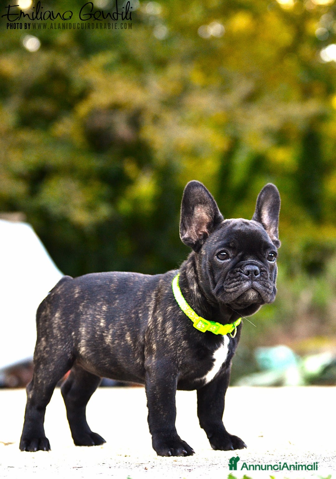 Bulldog Francese cani in vendita: Femmina bouledogue francese  - Annuncio 3