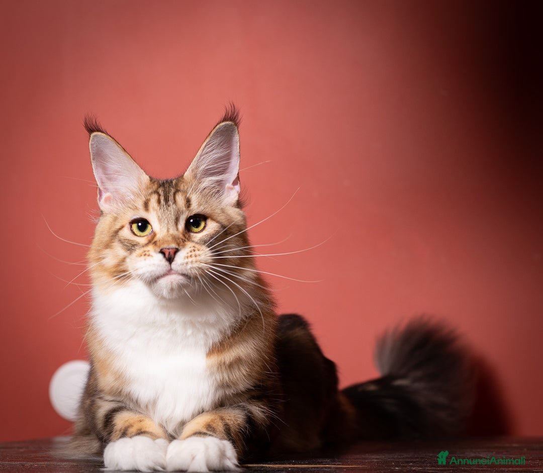 Maine Coon gatti in vendita: Un gattino maschio Mainemarie Etro  - Immagine 8