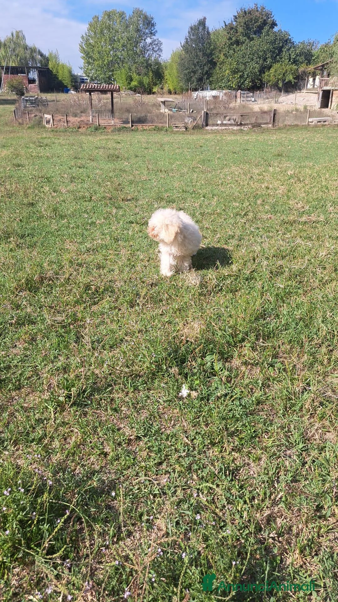 Maltipoo cani in vendita: CUCCIOLI DI MALTIPOO (incrocio barboncino/maltese) - Annuncio 13