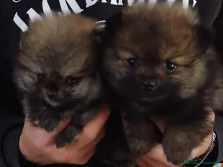 Volpino Pomerania cani Volpino Pomerania - Annuncio 4