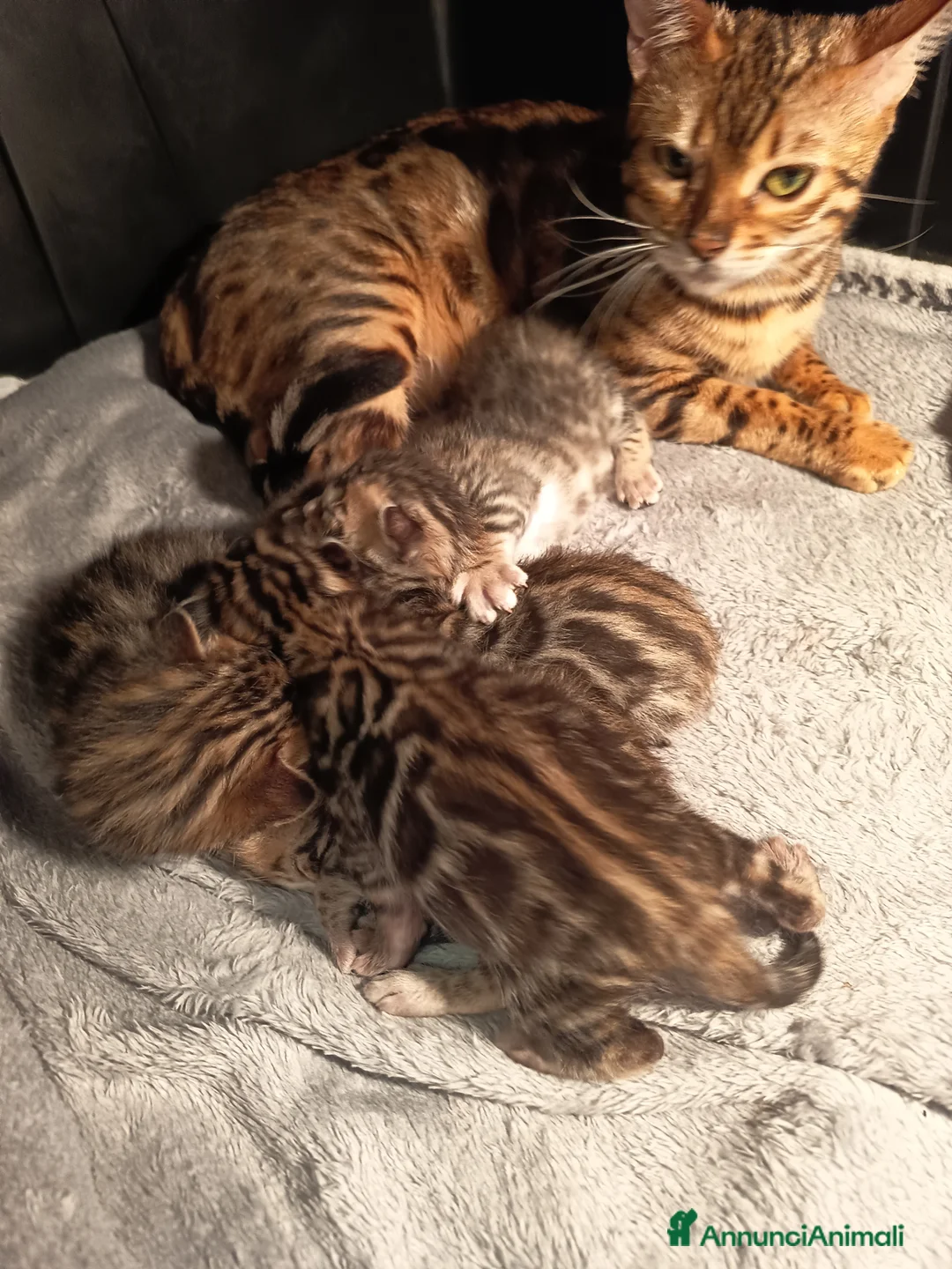 Bengala gatti in vendita: meravigliosi feminucce  - Annuncio 3