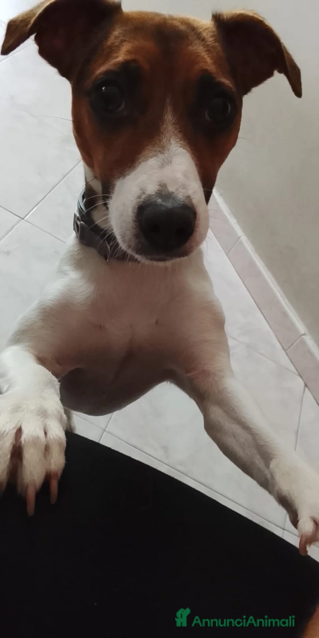 Jack Russell cani in regalo:  dolce jack russel - Annuncio 2