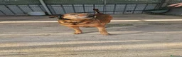 Meticcio cani in regalo: Brown: dolce e sensibile, cerca serenità  - Annuncio 6