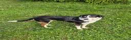Meticcio cani in regalo: AMELIE - Annuncio 2