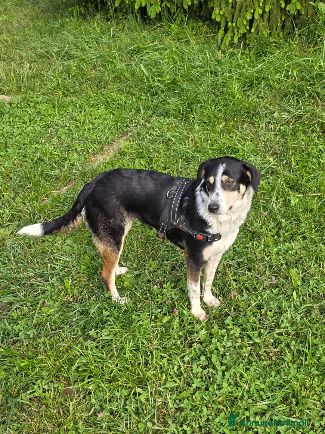 Meticcio cani in regalo: AMELIE - Annuncio 2