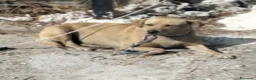 Meticcio cani in regalo: Leila mix Labrador,giovane,vita indegna! SOS NUORO - Annuncio 2