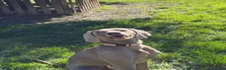Weimaraner cani per accoppiamento: Splendido Weimaraner per accoppiamento  a Provincia di Perugia - Annuncio 2