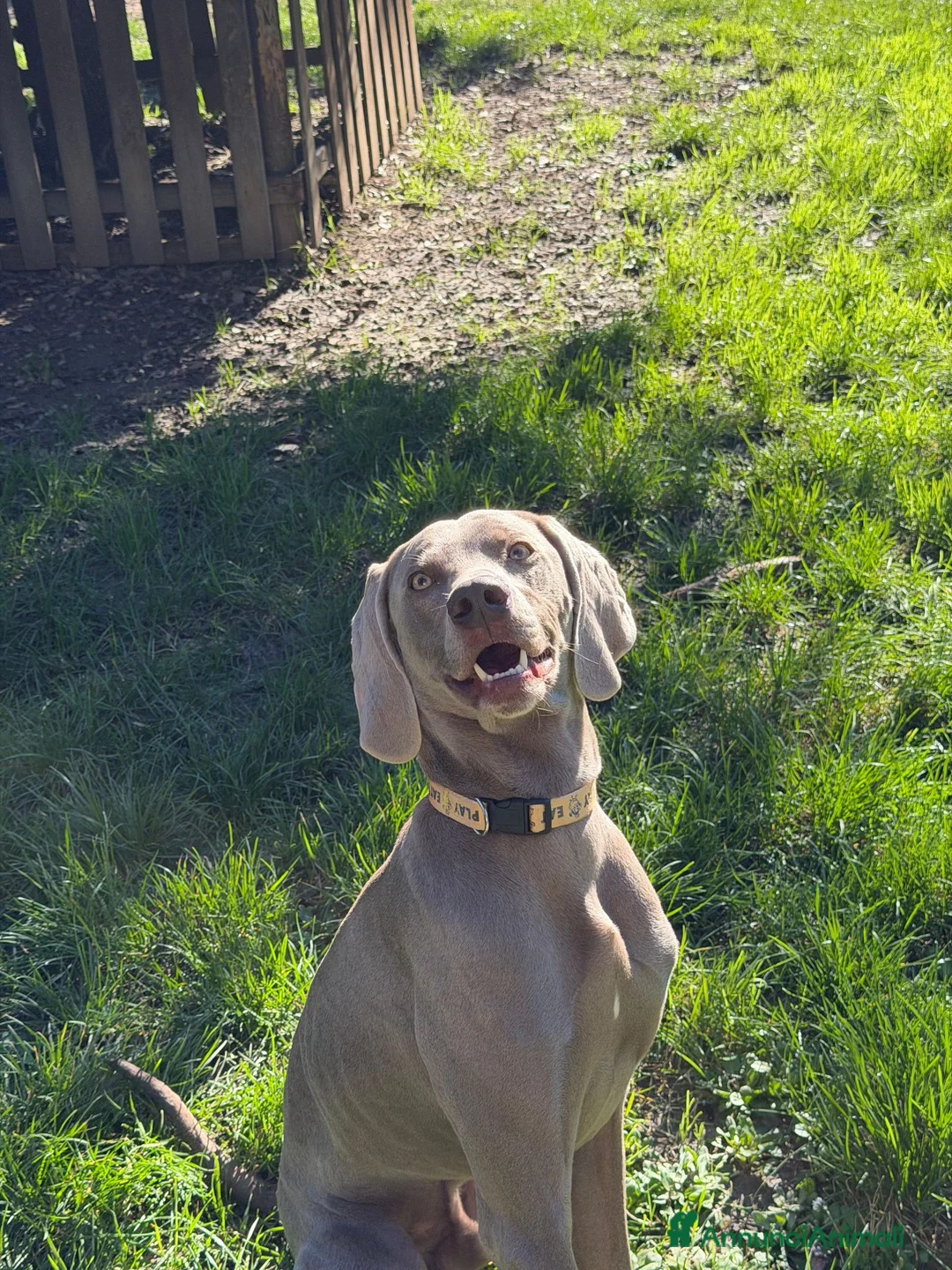 Weimaraner cani per accoppiamento: Splendido Weimaraner per accoppiamento  a Provincia di Perugia - Annuncio 2