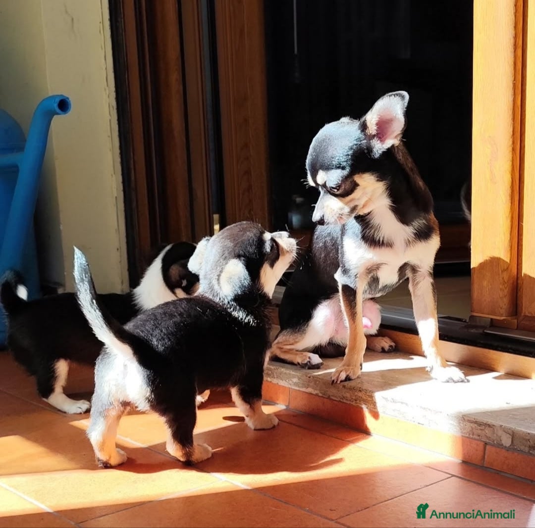 Chihuahua cani in vendita: Cucciolo Chihuahua - Annuncio 3
