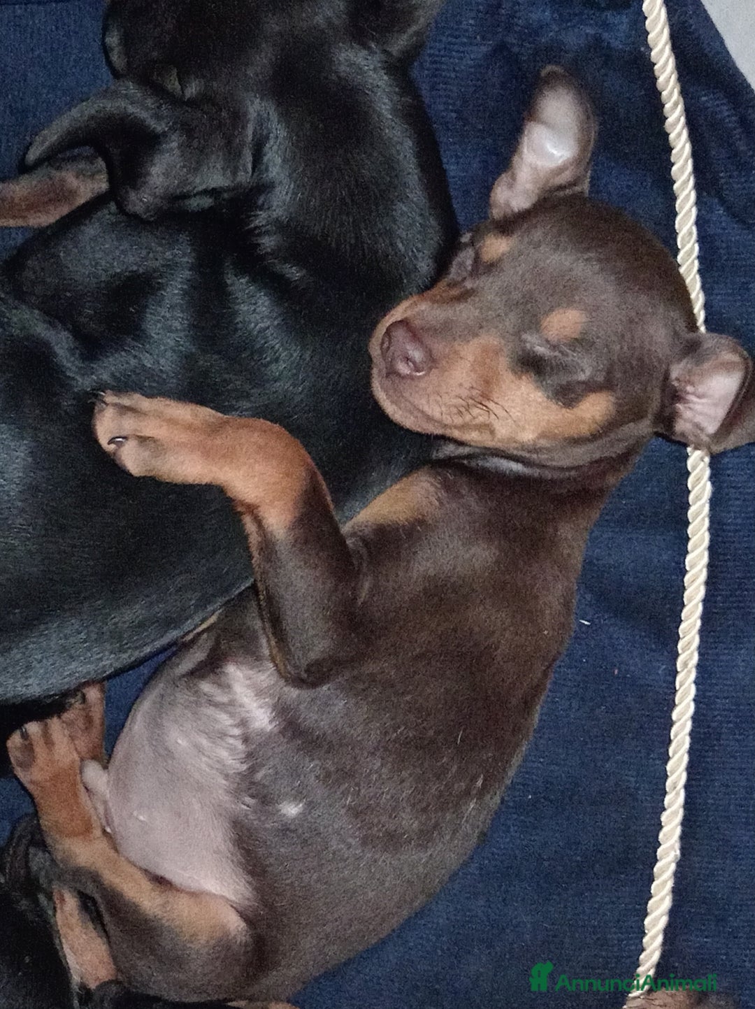 Pinscher Miniatura cani in vendita: Cucciolo di Pinscher bicolore focato  - Annuncio 3