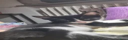 Meticcio gatti in regalo: Meravigliosi gattini  a Città metropolitana di Roma Capitale - Annuncio 12
