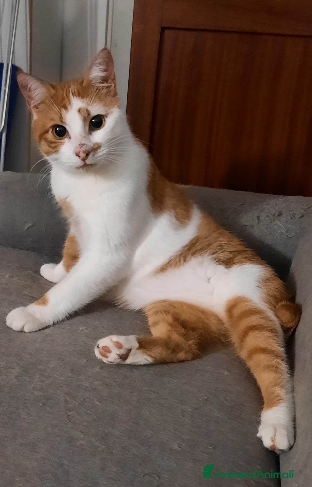 Meticcio gatti Mirtillo micio di 4 anni - Annuncio 6