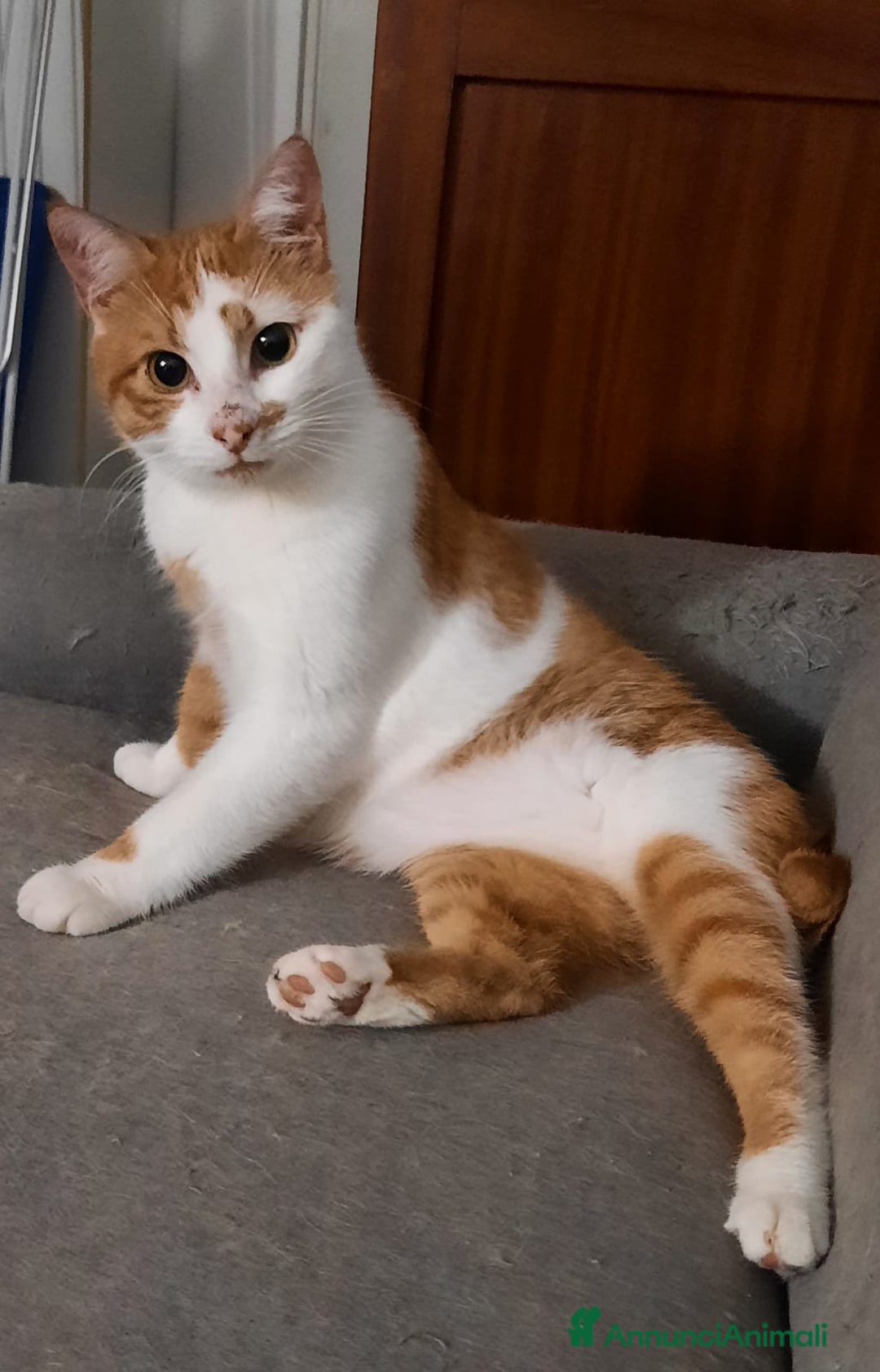 Meticcio gatti in regalo: Mirtillo micio di 4 anni - Annuncio 1