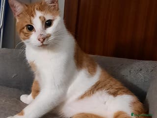 Meticcio gatti Mirtillo micio di 4 anni - Annuncio 30