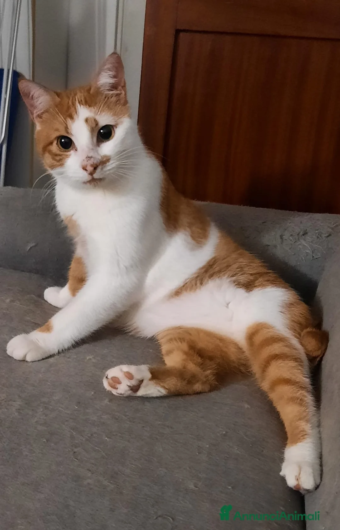 Meticcio gatti in regalo: Mirtillo micio di 4 anni - Annuncio 1