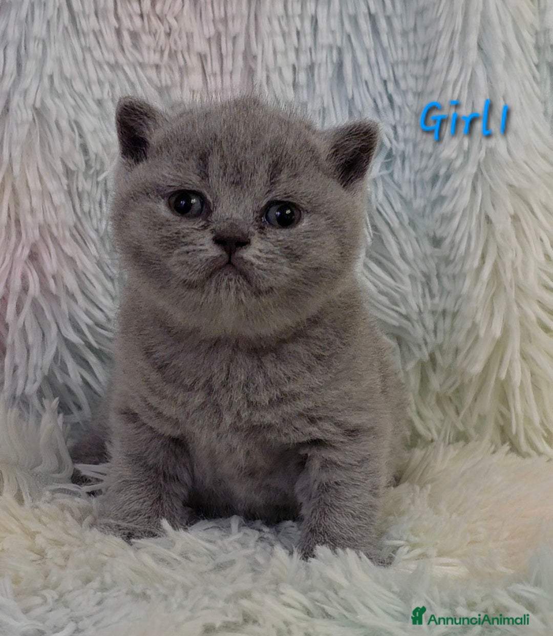 British gatti in vendita: Cucciole British shorthair  - Annuncio 3