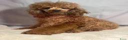 Barboncino Toy cani in vendita: Cuccioli barboncino toy rosso - Annuncio 6