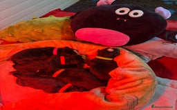 Bovaro del Bernese cani in vendita: Disponibili Cuccioli Bovaro Del Bernese - Immagine 15