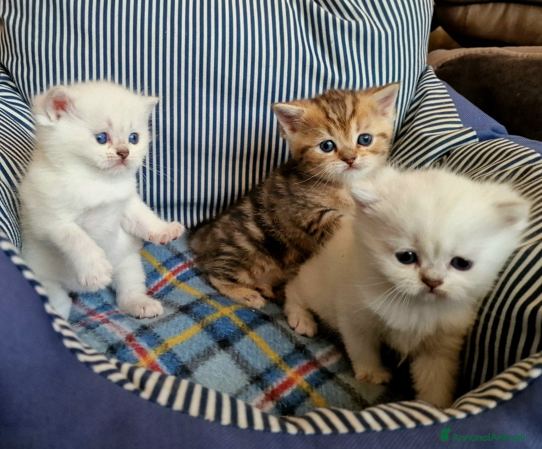 British gatti in vendita: British shorthair e longhair  - Annuncio 3