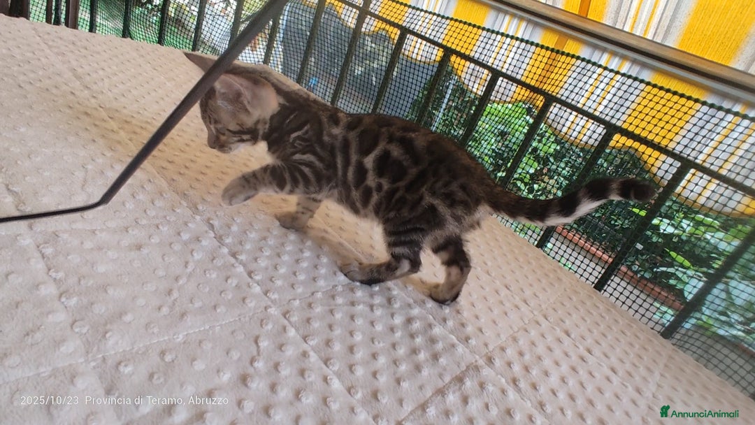 Bengala gatti in vendita: Cuccioli Bengala  - Immagine 5
