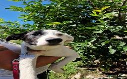 Altre razze cani in regalo: CUCCIOLI  - Immagine 4