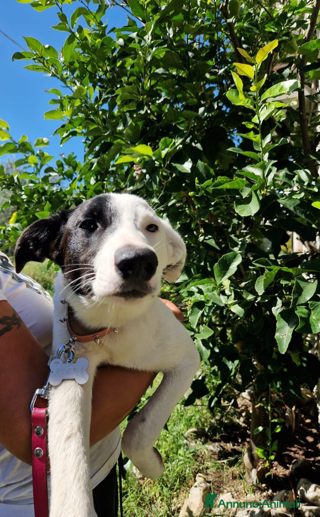 Altre razze cani in regalo: CUCCIOLI  - Immagine 4