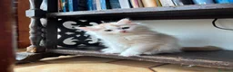 Siberiano gatti in vendita: Noralee gattina siberiana ipoallergenica - Annuncio 10