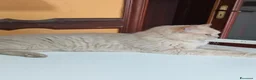 British gatti in vendita: British shorthair  - Annuncio 2